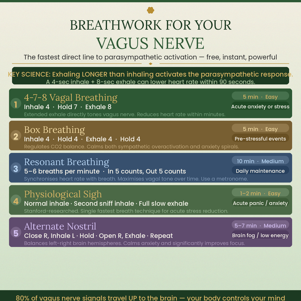 Somatic Exercises for Nervous System Regulation PDF — Vagus Nerve Reset & Trauma Release Workbook | Beginner's Guide to Anxiety Relief, Stress Healing & Low Cortisol in 10 Minutes a Day