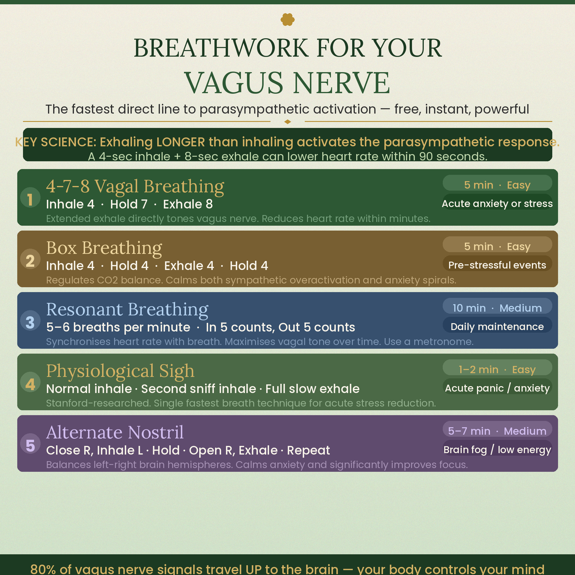 Somatic Exercises for Nervous System Regulation PDF — Vagus Nerve Reset & Trauma Release Workbook | Beginner's Guide to Anxiety Relief, Stress Healing & Low Cortisol in 10 Minutes a Day