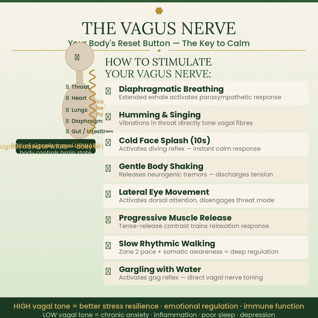 Somatic Exercises for Nervous System Regulation PDF — Vagus Nerve Reset & Trauma Release Workbook | Beginner's Guide to Anxiety Relief, Stress Healing & Low Cortisol in 10 Minutes a Day
