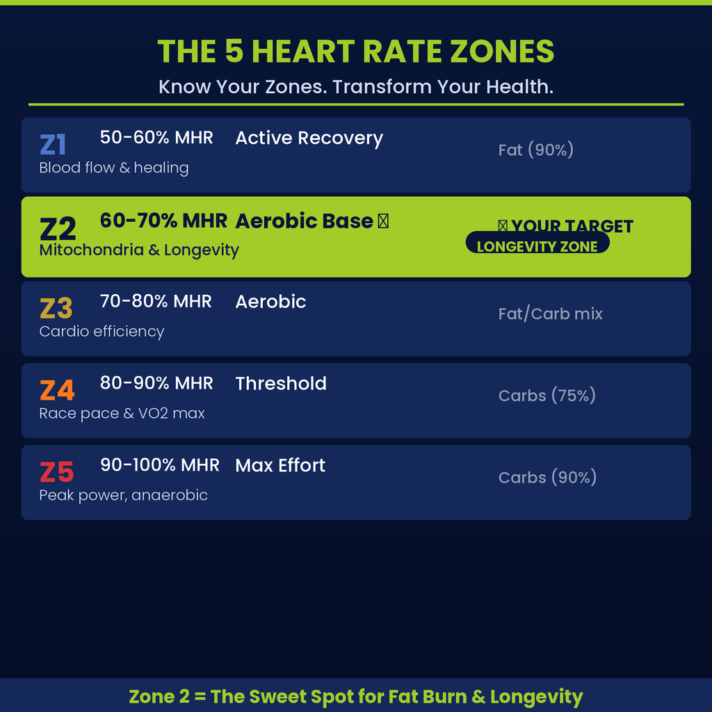 Zone 2 Cardio Guide PDF — Peter Attia Protocol for Longevity, Mitochondrial Health & Fat Burning | 12-Week Low-Intensity Heart Rate Training Plan for Beginners